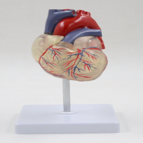 透明心臟模型