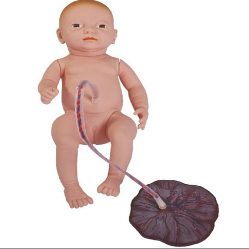 高級新生兒臍帶胎盤護理模型